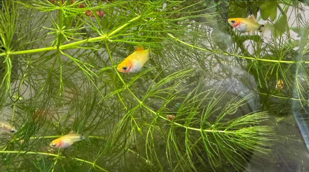 Oranje mickey mouse platy, Dieren en Toebehoren, Vis, Zoetwatervis