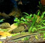 Siamese Algae Eater, Red Devil Angelfish, Black tuxedo Moly, Dieren en Toebehoren, Vissen | Aquariumvissen, Vis