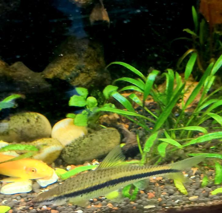 Siamese Algae Eater, Red Devil Angelfish, Black tuxedo Moly, Dieren en Toebehoren, Vissen | Aquariumvissen, Vis