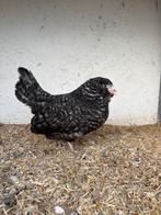 Jonge Antwerpse Baardkriel hennen 12-14 weken oud, Vrouwelijk, Kip