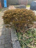 Hebe ochracea 'James Stirling' - Zweephaar-hebe, Tuin en Terras, Planten | Tuinplanten, Volle zon, Vaste plant, Bloeit niet, Ophalen