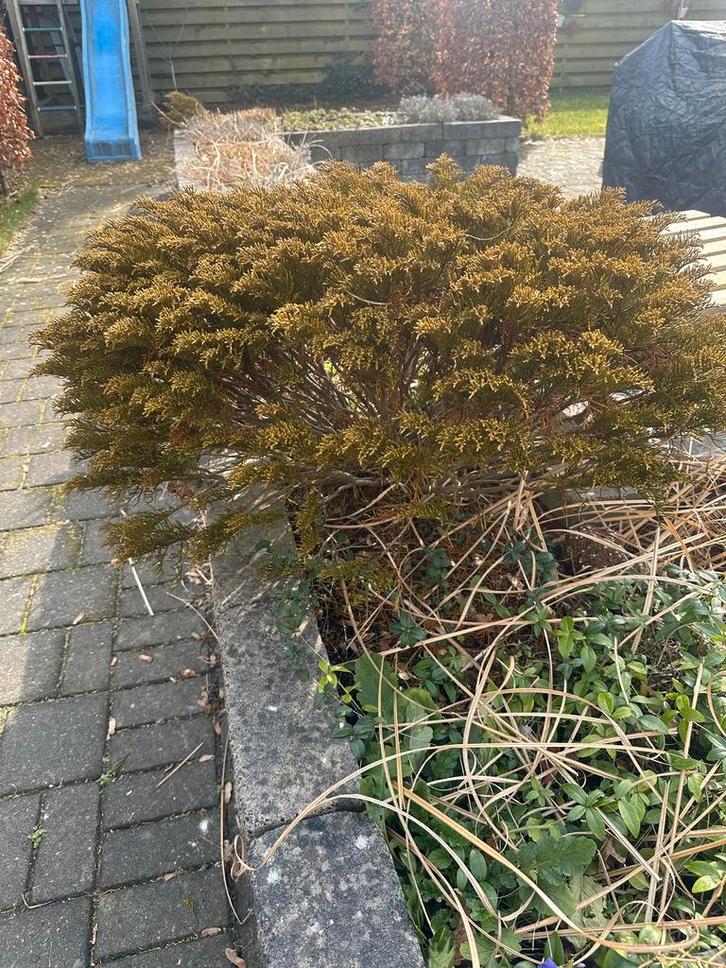 Hebe ochracea 'James Stirling' - Zweephaar-hebe, Tuin en Terras, Planten | Tuinplanten, Vaste plant, Overige soorten, Volle zon