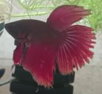BETTA man, Dieren en Toebehoren, Vis, Zoetwatervis