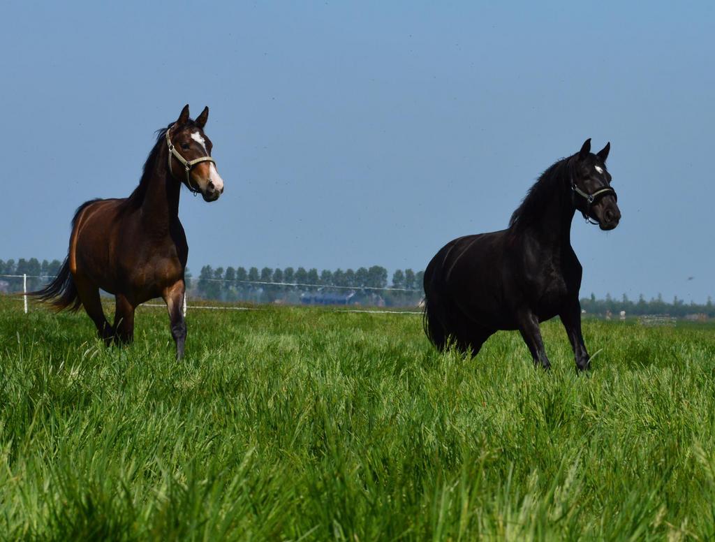 Stalling & Weidegang in Nieuwerbrug!, Dieren en Toebehoren, Weidegang, 1 paard of pony