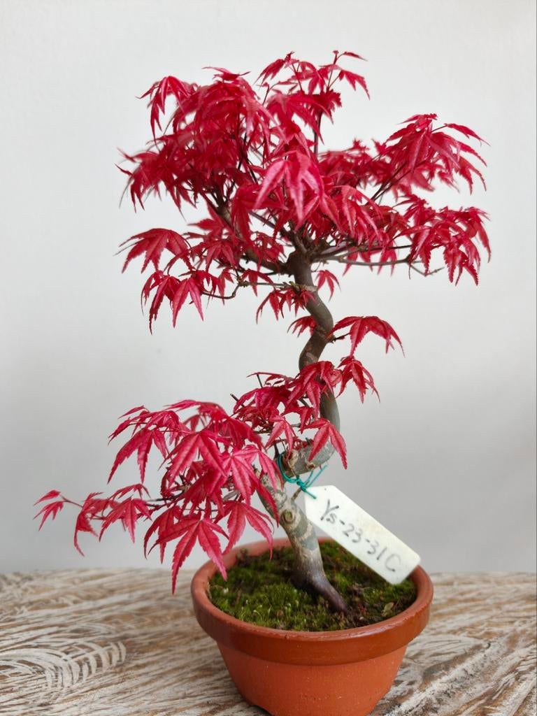 Japanse Esdoorn Deshojo Bonsai, Tuin en Terras, Planten | Bomen, Bloeit niet, Halfschaduw, Minder dan 100 cm, Overige soorten