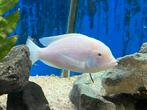 Albino dolfijncichlide , Cyrtocara moorii !!!, Dieren en Toebehoren, Vis