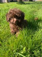 Kleinblijvende Maltipoo pup, Dieren en Toebehoren, Honden | Chihuahua's en Gezelschapshonden, Parvo, Overige rassen, 8 tot 15 weken