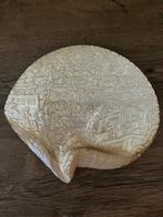 Schelp, Ophalen of Verzenden, Schelp(en)