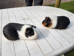 Cavia's vrouwtjes, Dieren en Toebehoren, Knaagdieren, Maart, Vrouwelijk, Cavia