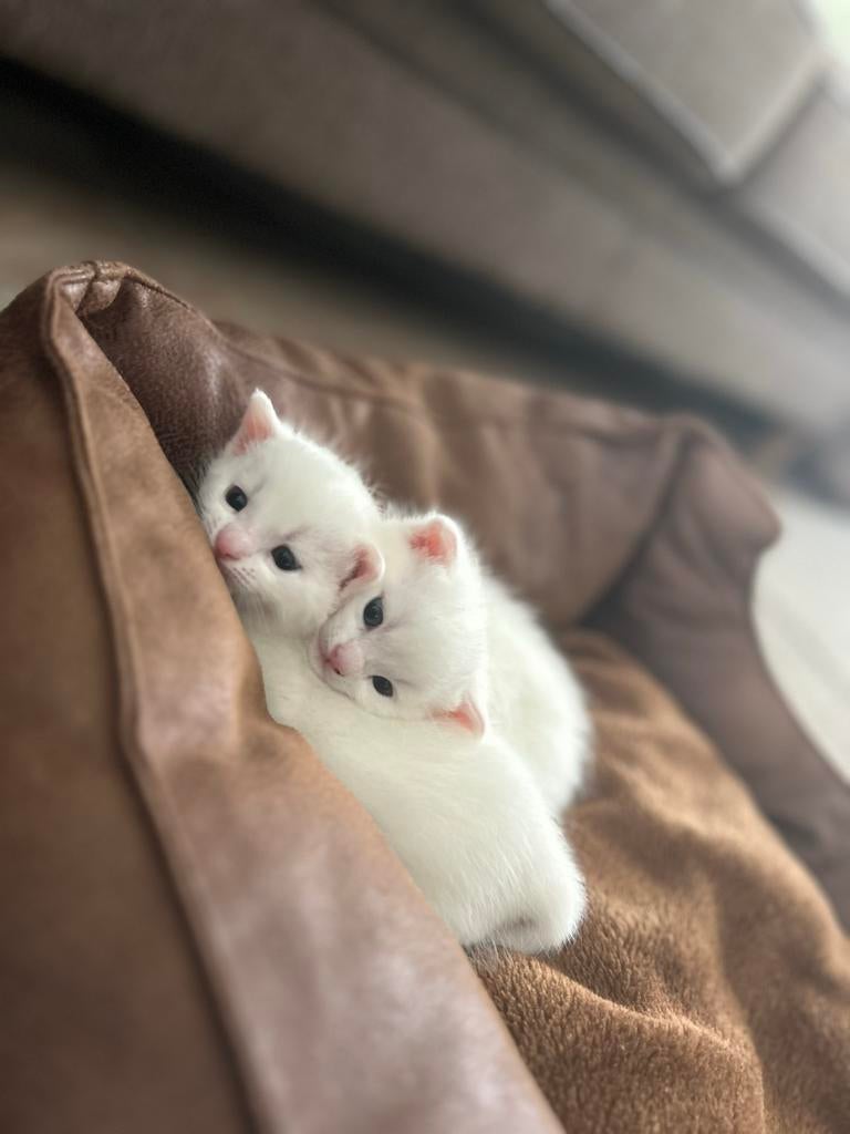 Lieve witte kittens zoeken een warm thuis, Meerdere dieren