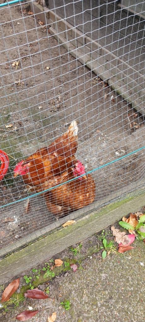 Pluimvee 2 kippen, Vrouwelijk, Kip