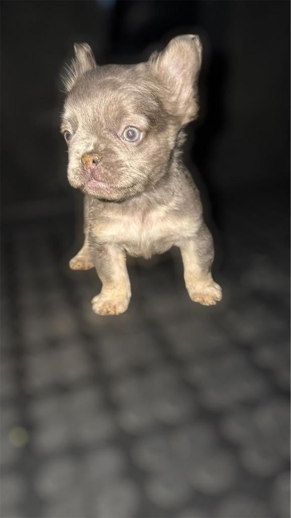 Prachtige franse bulldog pups reutjes waaronder 1 fluffy, Dieren en Toebehoren, Honden | Bulldogs, Pinschers en Molossers, Particulier