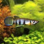 Hobbyaquarium Epiplatys Dageti, Vis, Zoetwatervis, Schoolvis
