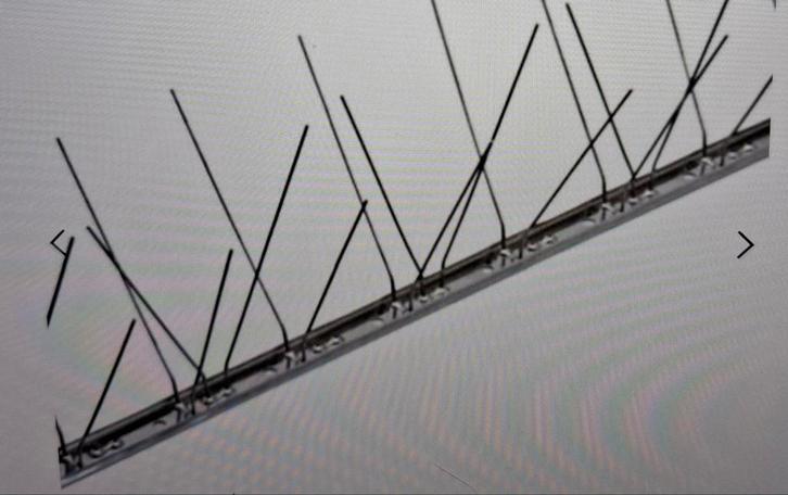 Duivenpinnen, Dieren en Toebehoren, Vogels | Duiven