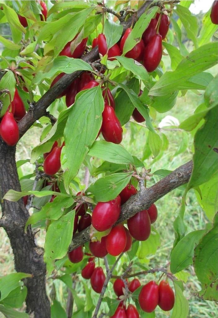 Grootvruchtige kornoelje kers Cornus mas 1,5m eetbare vrucht, Ophalen, Minder dan 100 cm, Overige soorten, Zomer