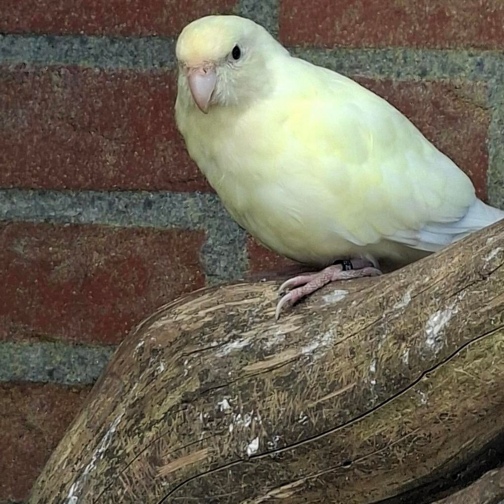 Crème kakariki pop, Dieren en Toebehoren, Vrouwelijk, Parkiet, Geringd