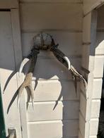 Herten Gewei aan Schedelstuk - Decoratief, Verzamelen, Ophalen of Verzenden, Gebruikt, Hert, Gewei of Kop