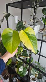 Monstera Aurea top cutting, Huis en Inrichting, Kamerplanten, Overige soorten, In pot, Minder dan 100 cm, Groene kamerplant