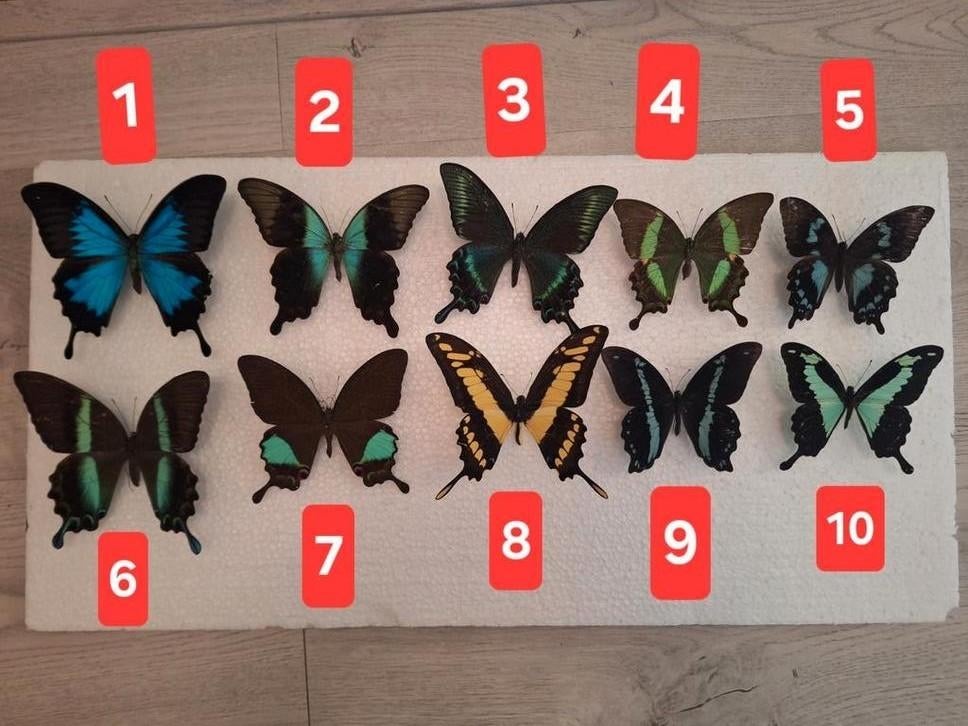 Opgezette vlinders. PAPILIO VLINDERS, Ophalen of Verzenden, Nieuw, Insect, Opgezet dier