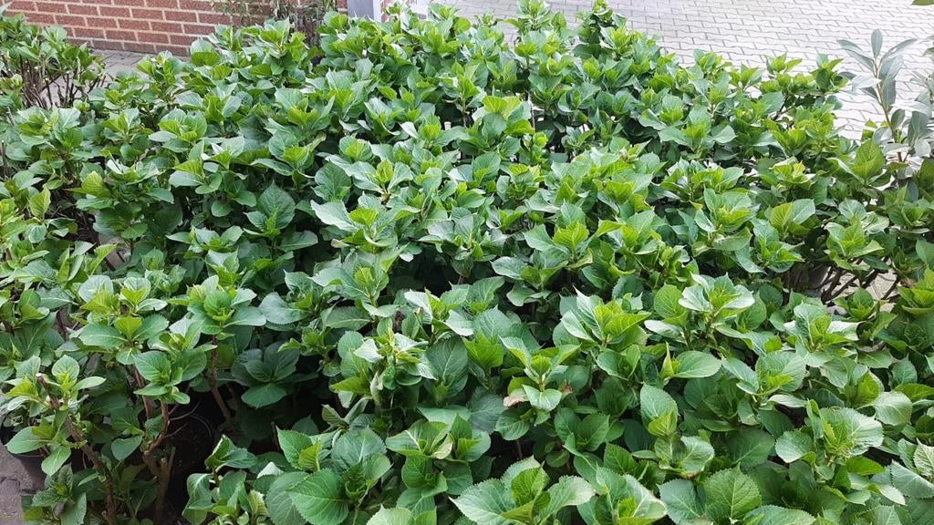 Hortensia (Hydrangea macrophylla) - Roze Boeket, Volle zon, Vaste plant, Zomer, Ophalen
