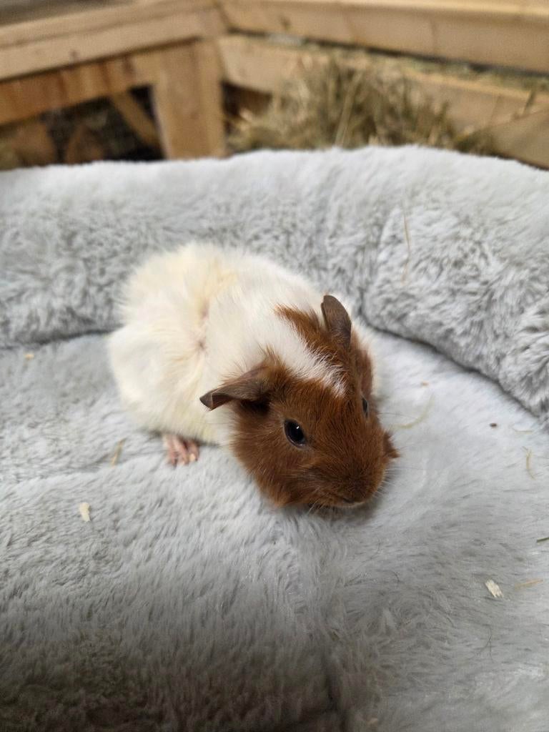 Cavia's zeugjes in diverse kleuren, Dieren en Toebehoren, Knaagdieren, Maart, Vrouwelijk, Cavia