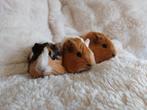 3 superleuke jonge cavia's, Dieren en Toebehoren, Knaagdieren, Februari, Meerdere dieren, Cavia