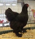 Gezocht brahma hennen in bepaalde kleurslagen, Dieren en Toebehoren, Pluimvee, Vrouwelijk, Kip