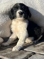 Heidewachtel/Friese Stabij/Wetterhoun mix, 8 tot 15 weken, Meerdere, Meerdere dieren, Middel