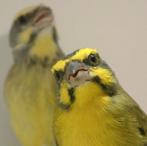 Tropische vogels huisvesten met Avicultuur-LED verlichting, Dieren en Toebehoren, Meerdere dieren, Tropenvogel