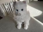 Furreal interactieve robot kat wit zittend, Ophalen of Verzenden, Gebruikt, Poes