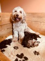 Bijzondere Australian Labradoodle pups voor bijzonder plekje, Dieren en Toebehoren, Parvo, Overige rassen, 8 tot 15 weken, Meerdere