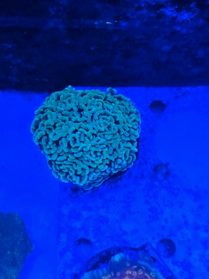 Grote gouden hamer, Dieren en Toebehoren, Vissen | Aquaria en Toebehoren, Nieuw, Overige typen, Ophalen