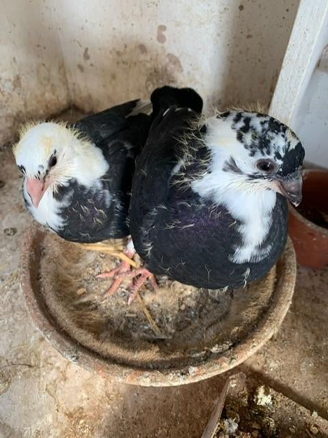 Meeuwtjes/Postduif, Dieren en Toebehoren, Vogels | Duiven, Meerdere dieren, Overige soorten