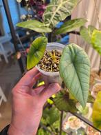 Alocasia Bisma Platinum, Overige soorten, In pot, Minder dan 100 cm, Groene kamerplant