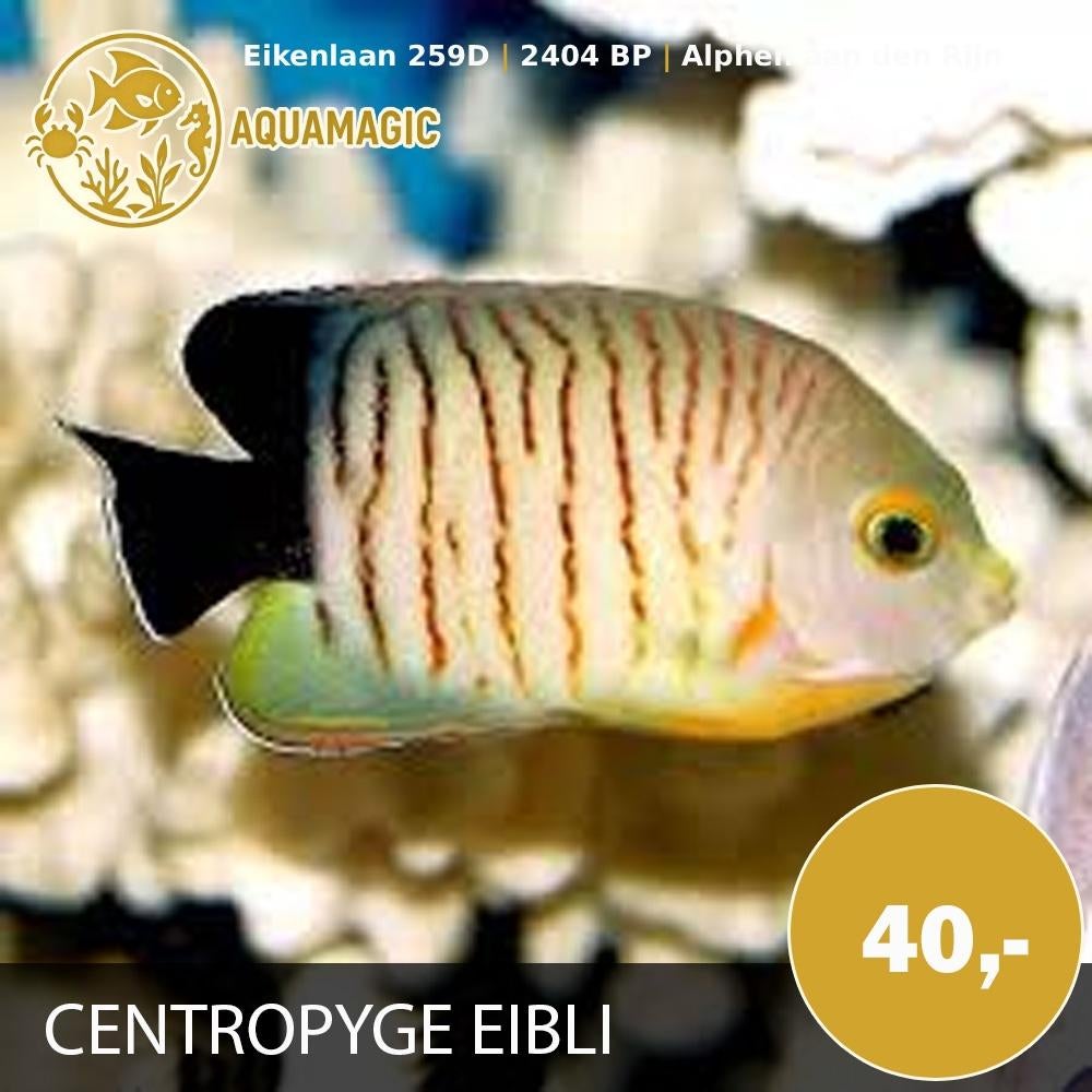 Centropyge Eibli, Dieren en Toebehoren, Vis, Zoutwatervis