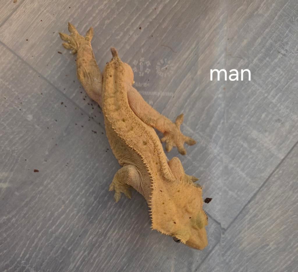 Wimpergekko's man en vrouw Crested Gecko - male for sale from M. Stuiver