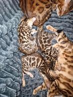 Nog 1  Raszuivere Bengaalse kitten (Poes) te koop, Meerdere dieren, Ontwormd, 0 tot 2 jaar