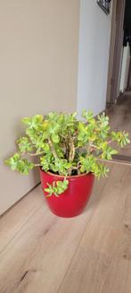 Vetplant met pot, Huis en Inrichting, Ophalen of Verzenden, Halfschaduw, Minder dan 100 cm