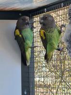3 jonge meyer papegaai mannen, Dieren en Toebehoren, Mannelijk, Papegaai, Geringd