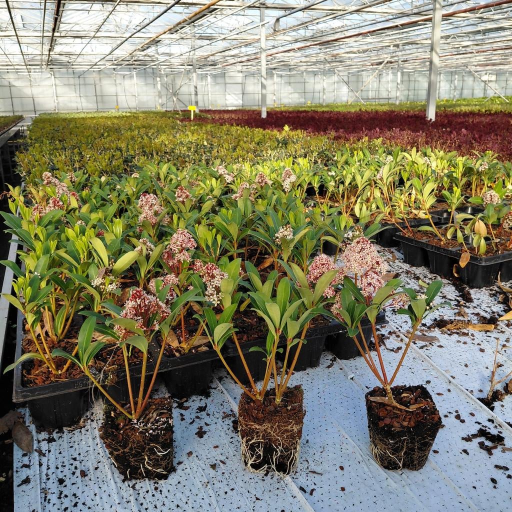 Skimmia 'Rubella'|  potmaat p9 | Verzending!, Ophalen of Verzenden, Overige soorten, Volle zon