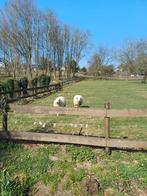 Gezocht over jarige fokooien, Vrouwelijk, Schaap