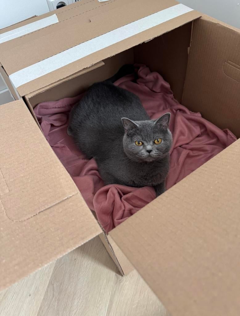 Britse Korthaar kittens zoeken een liefdevol huisje., Dieren en Toebehoren, Katten en Kittens | Raskatten | Korthaar, Ontwormd