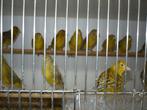 Mooie kanaries te koop, Dieren en Toebehoren, Meerdere dieren, Kleurkanarie