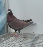 Kleurpostduif kleurpostduiven postduif, Dieren en Toebehoren, Mannelijk, Postduif