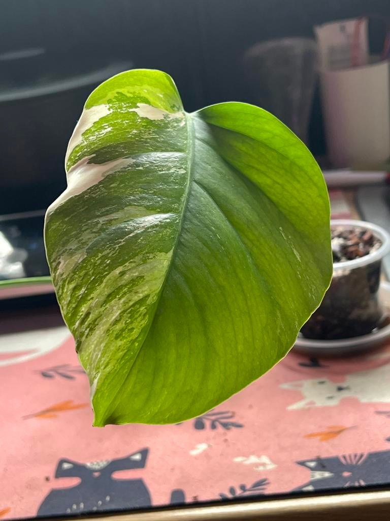 Monstera Thai Constellation stekje, Vaste plant, Bloeit niet, Halfschaduw, Ophalen