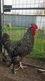 4x Raszuivere mechelse koekoek hanen, Dieren en Toebehoren, Pluimvee