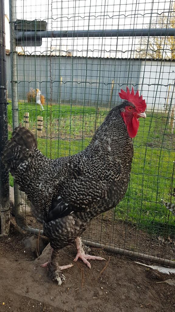 4x Raszuivere mechelse koekoek hanen, Dieren en Toebehoren, Pluimvee