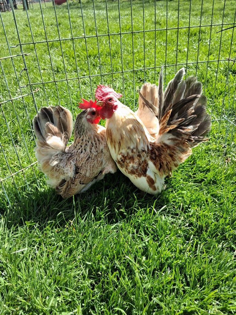 Serama kippen, Meerdere dieren, Kip