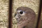 Bourkes parkieten in Assen., Meerdere dieren, Parkiet, Geringd