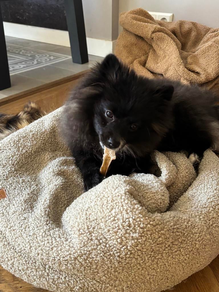 Pommeriaan puppy zoekt een nieuw thuis, 15 weken tot 1 jaar, Overige rassen, Teef, Parvo